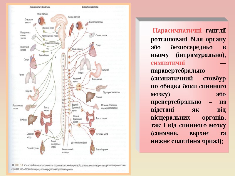 Парасимпатичні ганглії розташовані біля органу або безпосередньо в ньому (інтрамурально), симпатичні — паравертебрально (симпатичний